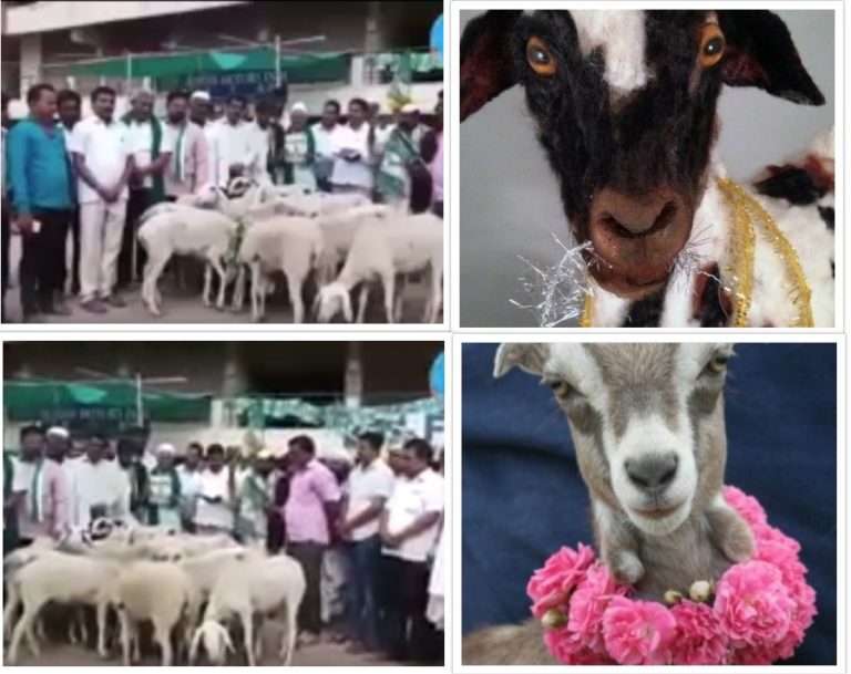 वोटर नही बकरा हो सकता है इस सीट पर जीत का कारण