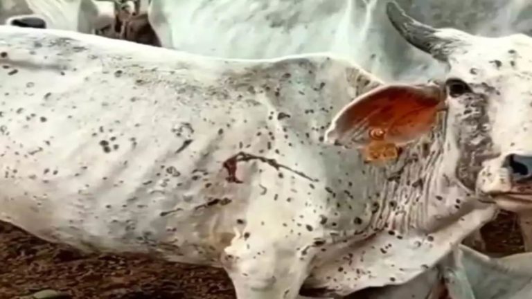 देश के कई राज्यों में फैल रहा है लंपि वायरस, जानिए क्या है ताज़ा अपडेट