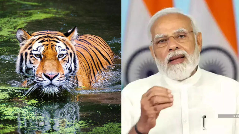 प्रोजेक्ट टाइगर के पूरे हुए 50 साल, तीन दिवसीय कार्यक्रम शुरू करेंगे पीएम मोदी 